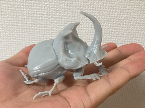 ダイコクコガネ【学名:Copris ochus】