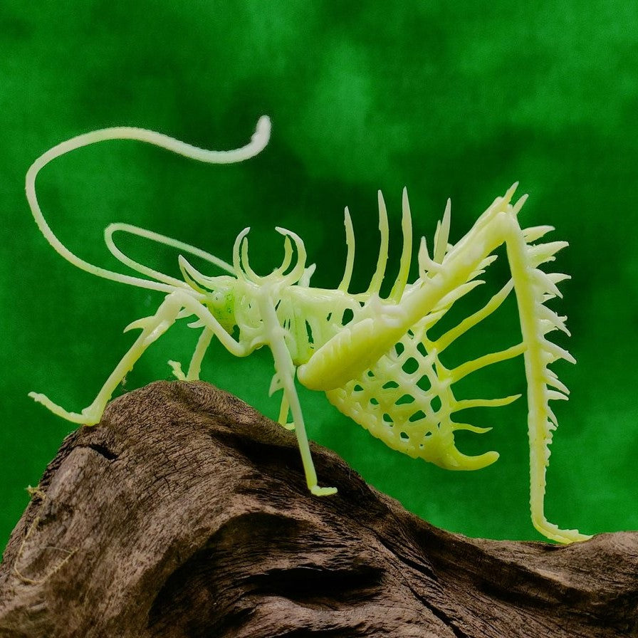 Markia hystrix(サルオガセギス) スケルトンver【学名:Markia hystrix】