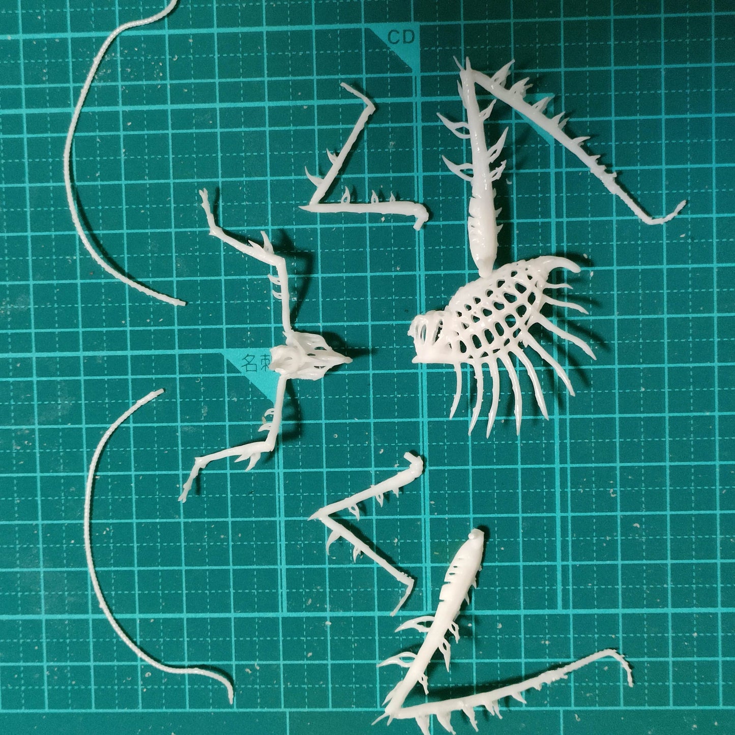 Markia hystrix(サルオガセギス) スケルトンver【学名:Markia hystrix】