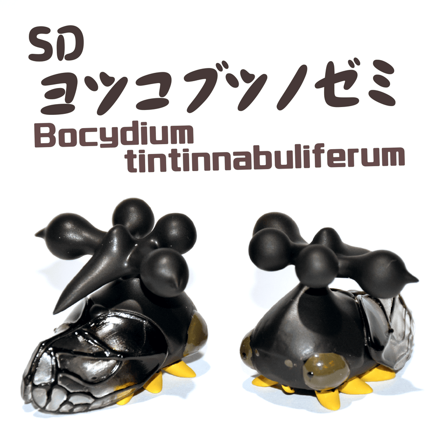 SDヨツコブツノゼミ【学名:Bocydium tintinnabuliferum】