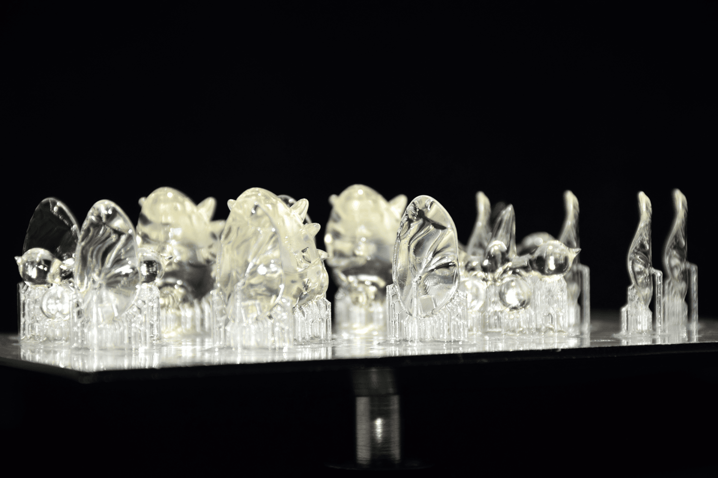 SDヨツコブツノゼミ【学名:Bocydium tintinnabuliferum】