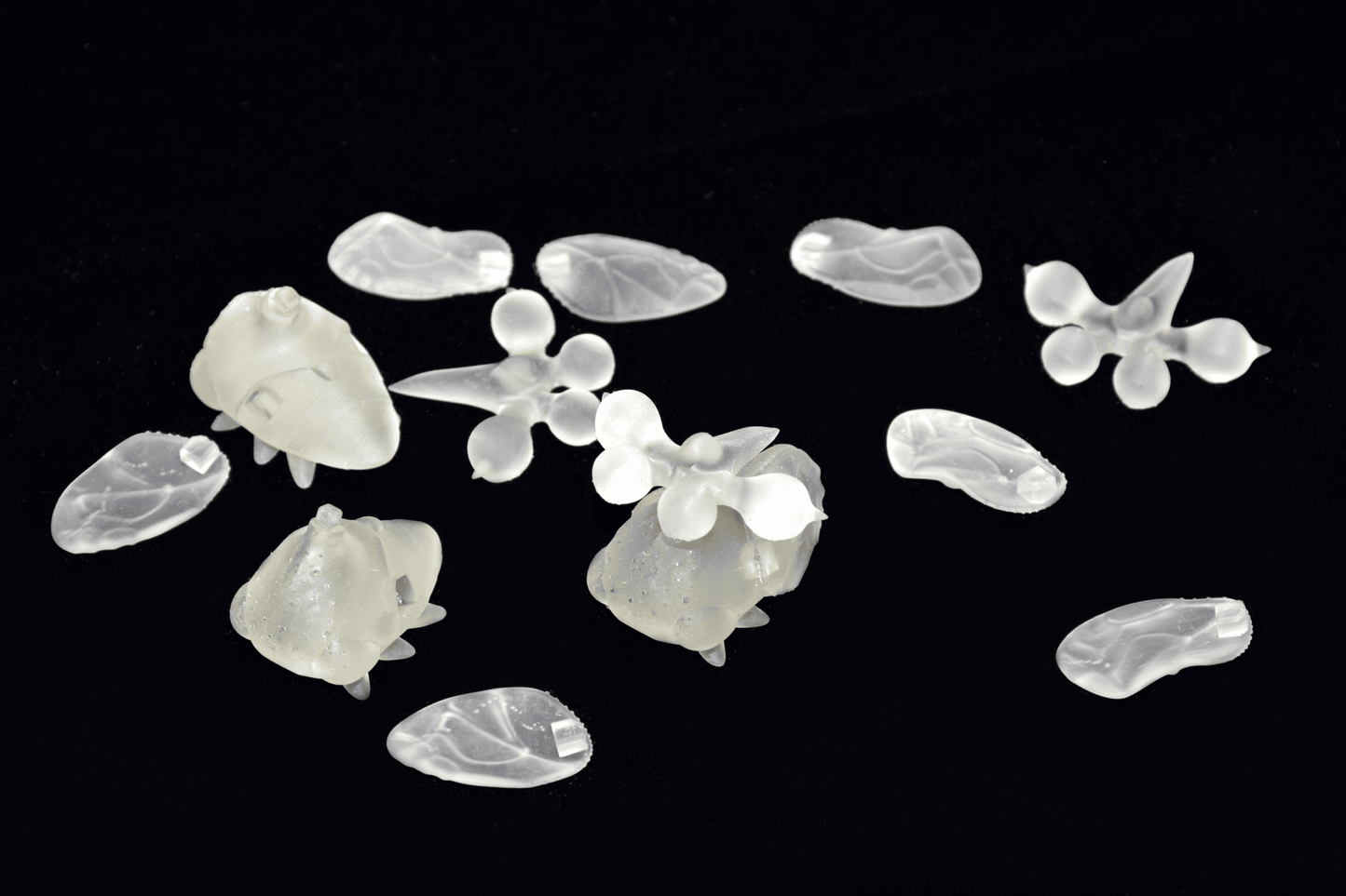 SDヨツコブツノゼミ【学名:Bocydium tintinnabuliferum】