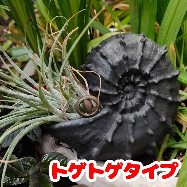 選べるアンモナイトポット