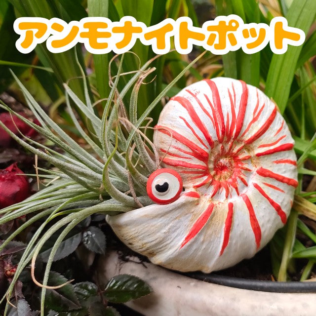 選べるアンモナイトポット