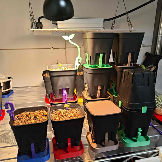 寄生鉢シリーズ『ヤドリギ』