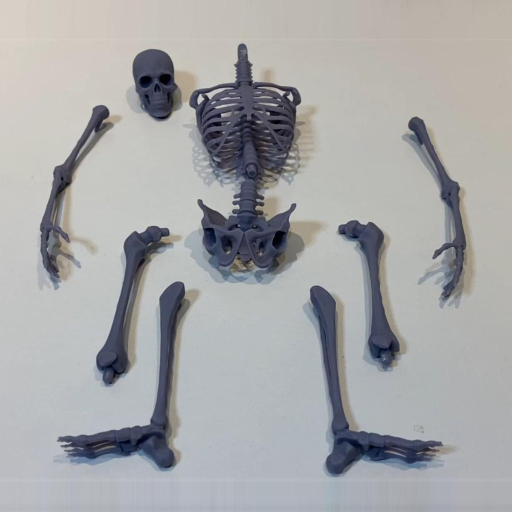 Skeleton_Human