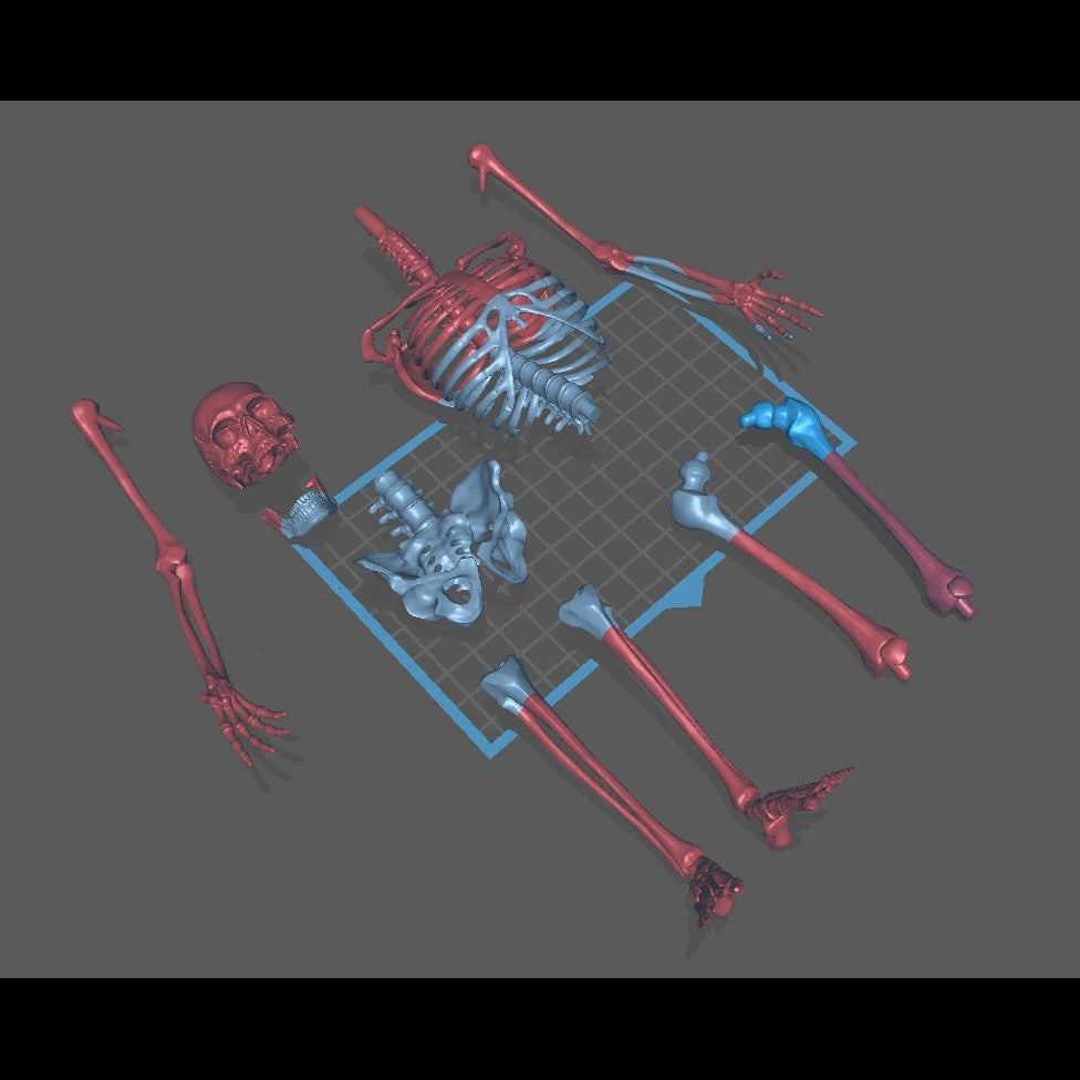 Skeleton_Human