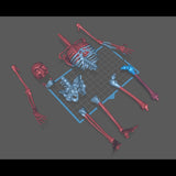 Skeleton_Human