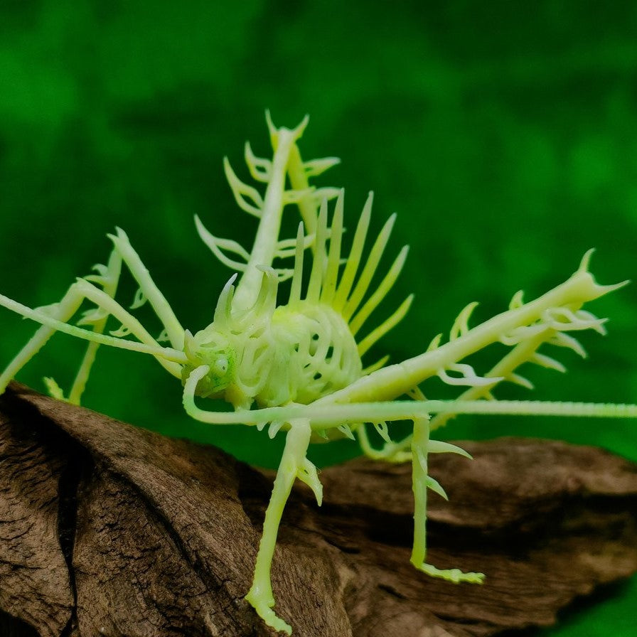 Markia hystrix(サルオガセギス) スケルトンver【学名：Markia hystrix】