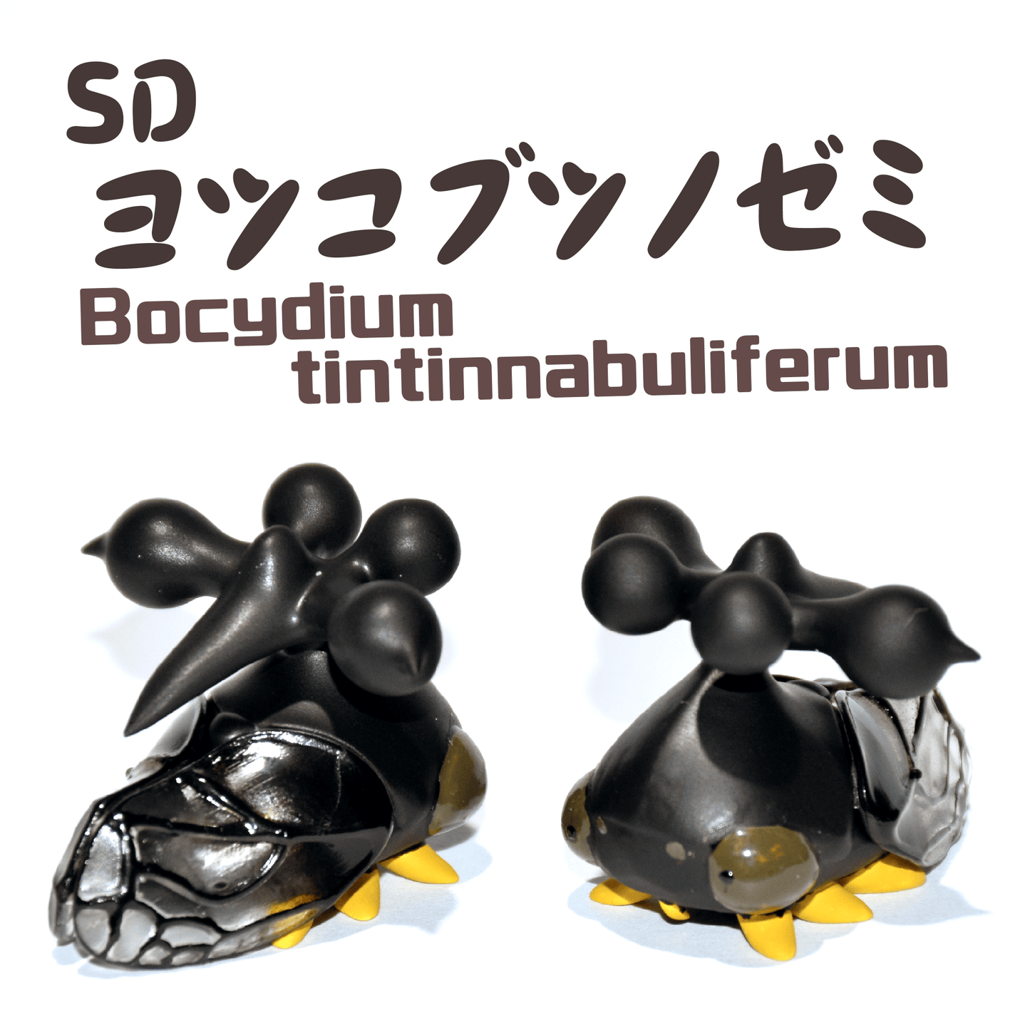 SDヨツコブツノゼミ【学名：Bocydium tintinnabuliferum】